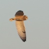 Purva pūce (Asio flammeus) Nīcas lauki, Nīcas n, 09-Mar-2015. © Kārlis Millers