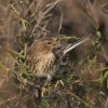 Kalnu ķeģis (Carduelis flavirostris) Golodova dambis, Liepājas ezers, Liepāja, 19-Oct-2012. © Kārlis Millers