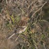 Kalnu ķeģis (Carduelis flavirostris) Golodova dambis, Liepājas ezers, Liepāja, 19-Oct-2012. © Kārlis Millers