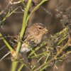 Kalnu ķeģis (Carduelis flavirostris) Golodova dambis, Liepājas ezers, Liepāja, 19-Oct-2012. © Kārlis Millers