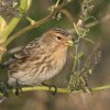 Kalnu ķeģis (Carduelis flavirostris) Golodova dambis, Liepājas ezers, Liepāja, 19-Oct-2012. © Kārlis Millers