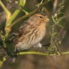 Kalnu ķeģis (Carduelis flavirostris) Golodova dambis, Liepājas ezers, Liepāja, 19-Oct-2012. © Kārlis Millers