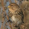 Kalnu ķeģis (Carduelis flavirostris) Golodova dambis, Liepājas ezers, Liepāja, 19-Oct-2012. © Kārlis Millers