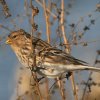 Kalnu ķeģis (Carduelis flavirostris) Golodova dambis, Liepājas ezers, Liepāja, 19-Oct-2012. © Kārlis Millers
