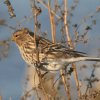 Kalnu ķeģis (Carduelis flavirostris) Golodova dambis, Liepājas ezers, Liepāja, 19-Oct-2012. © Kārlis Millers
