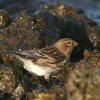 Kalnu ķeģis (Carduelis flavirostris) Golodova dambis, Liepājas ezers, Liepāja, 19-Oct-2012. © Kārlis Millers
