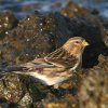 Kalnu ķeģis (Carduelis flavirostris) Golodova dambis, Liepājas ezers, Liepāja, 19-Oct-2012. © Kārlis Millers