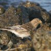 Kalnu ķeģis (Carduelis flavirostris) Golodova dambis, Liepājas ezers, Liepāja, 19-Oct-2012. © Kārlis Millers