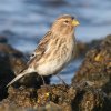 Kalnu ķeģis (Carduelis flavirostris) Golodova dambis, Liepājas ezers, Liepāja, 19-Oct-2012. © Kārlis Millers