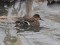 Eurasian Teal (Anas crecca) Sarkandaugava distributary, Riga, 16-Dec-2012. © Igors Denisovs Anas crecca