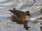 Tundras Bean Goose (Anser serrirostris) Vidumgravis, Ventspils, 08-Dec-2012. © Kristaps Vilks Anser serrirostris