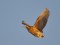 Botaurus stellaris