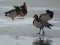 Branta leucopsis