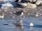 Calidris canutus