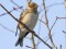 Calcarius laponicus