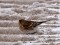 Carduelis flavirostris