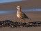 Eurasian Dotterel (Charadrius morinellus) Mangalsala, Riga, 04-Sep-2013. © Igors Denisovs Charadrius morinelli