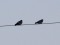 Columba oenas