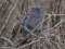 Columba palumbus