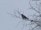 Columba palumbus