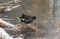 Gallinula chloropus