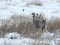 Grus grus