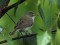 Booted warbler (Hippolais caligata) Madona county, 15-Jun-2013. © Gaidis Grandans