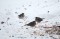 Turdus iliacus