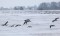 Branta leucopsis