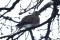 Streptopelia Turtur