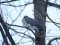Columba palumbus