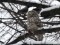 Strix uralensis