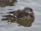 Mandarin Duck (Aix galericulata) Vidumgravis, Ventspils, 19-Dec-2012. © Marcis Tirums Aix galericulata