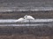 Ardea alba