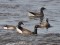 Branta bernicla