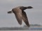Branta bernicla