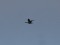 Branta canadensis