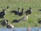 Branta hutchinsii