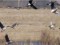 Branta ruficollis