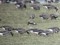 Branta ruficollis