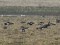 Branta ruficollis