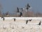 Branta ruficollis