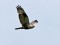 Buteo lagopus