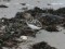 Calidris alba