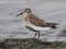 Calidris alpina