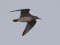 Calidris canutus