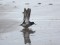 Calidris maritima