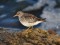 Calidris maritima