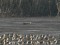 Calidris melanotos