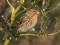 Carduelis flavirostris